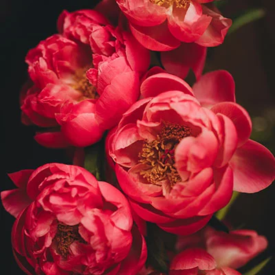 深度解析：V2Ray与SSR速度对决，谁才是翻墙利器？