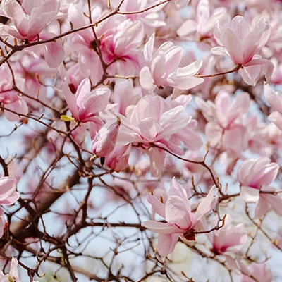 深度探索Shadowrocket盒子：从入门到精通的完整指南与实用技巧