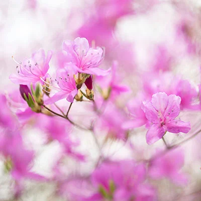 淘宝购买Shadowrocket全攻略：风险与机遇并存的科学上网选择