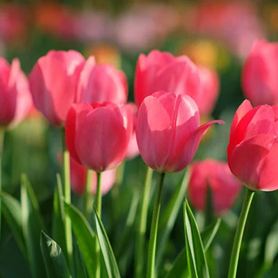 告别广告侵扰：V2RayNG去广告版全方位使用指南与深度体验