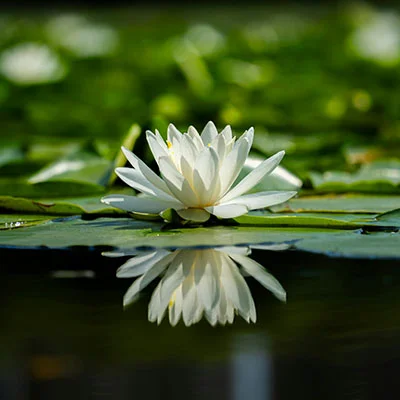 深度探索Shadowrocket：iOS设备上的网络自由之钥