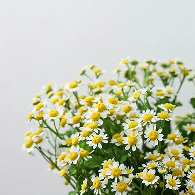 彻底解决v2ray安卓客户端连接失败的终极指南：从排查到修复的完整方案