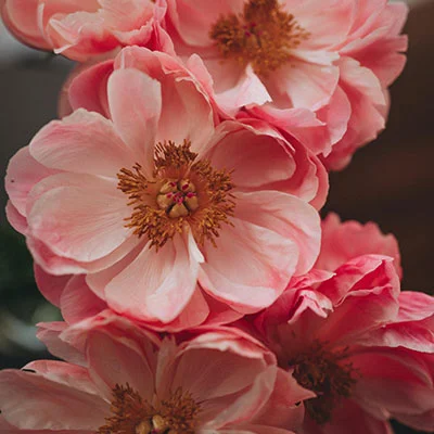 12月24日|19.2M/S，Shadowrocket节点/V2ray节点/SSR节点/Clash节点|免费订阅机场|每天更新免费梯子