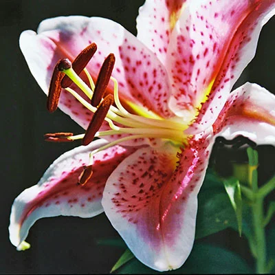 彻底解决Shadowrocket登陆闪退：从原因分析到完美修复的终极指南