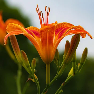 电盾战术革新者：新干员Clash发布时间深度解析与战略前瞻