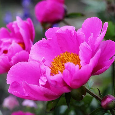 Lede防火墙与V2Ray的深度整合：打造安全自由的网络环境终极指南