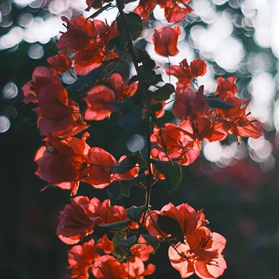 Windows平台代理利器：Clash for Windows 32全方位精通指南