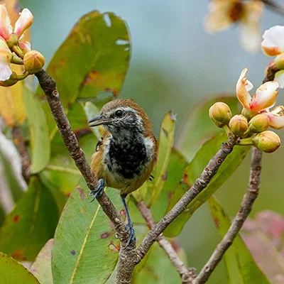 突破网络限制的终极利器：V2Ray一键Github部署完全指南